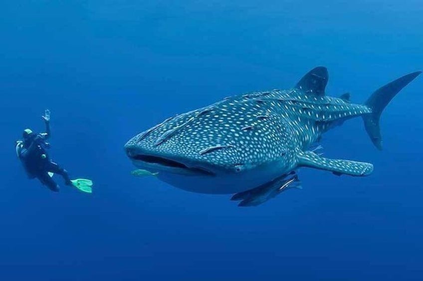 smile.. baby whale shark