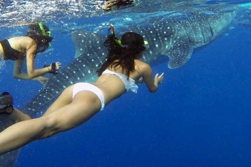 swim with the whale shark.. wooohh