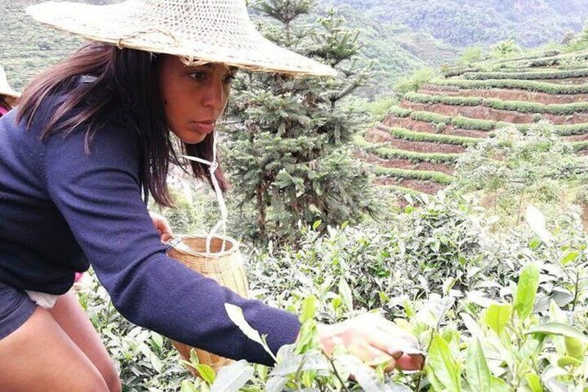 tea plantation