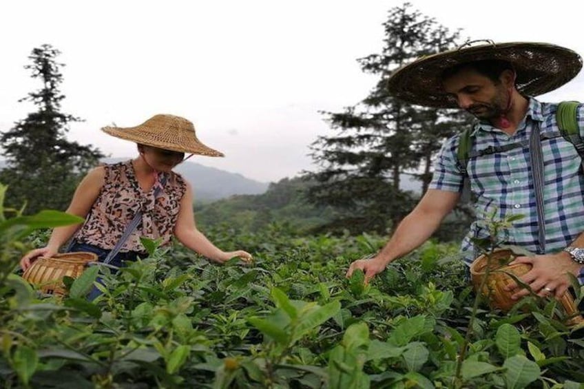 tea picking