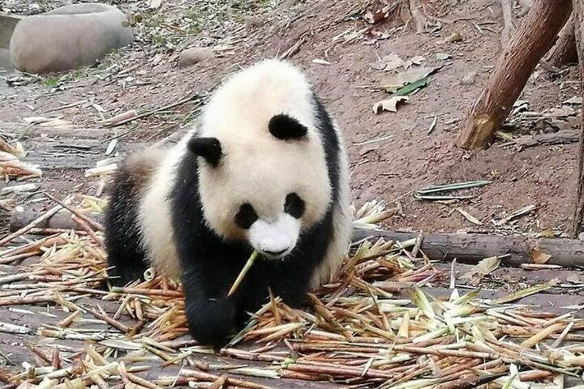 panda