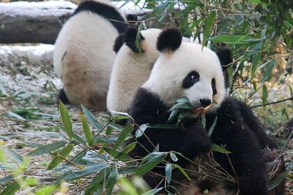 Giant Panda and Buddha 1 day tour