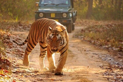 Golden Triangle Tour Packages India Ranthambore with Tiger Safari