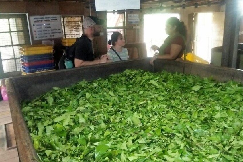 Tea Factory Visit