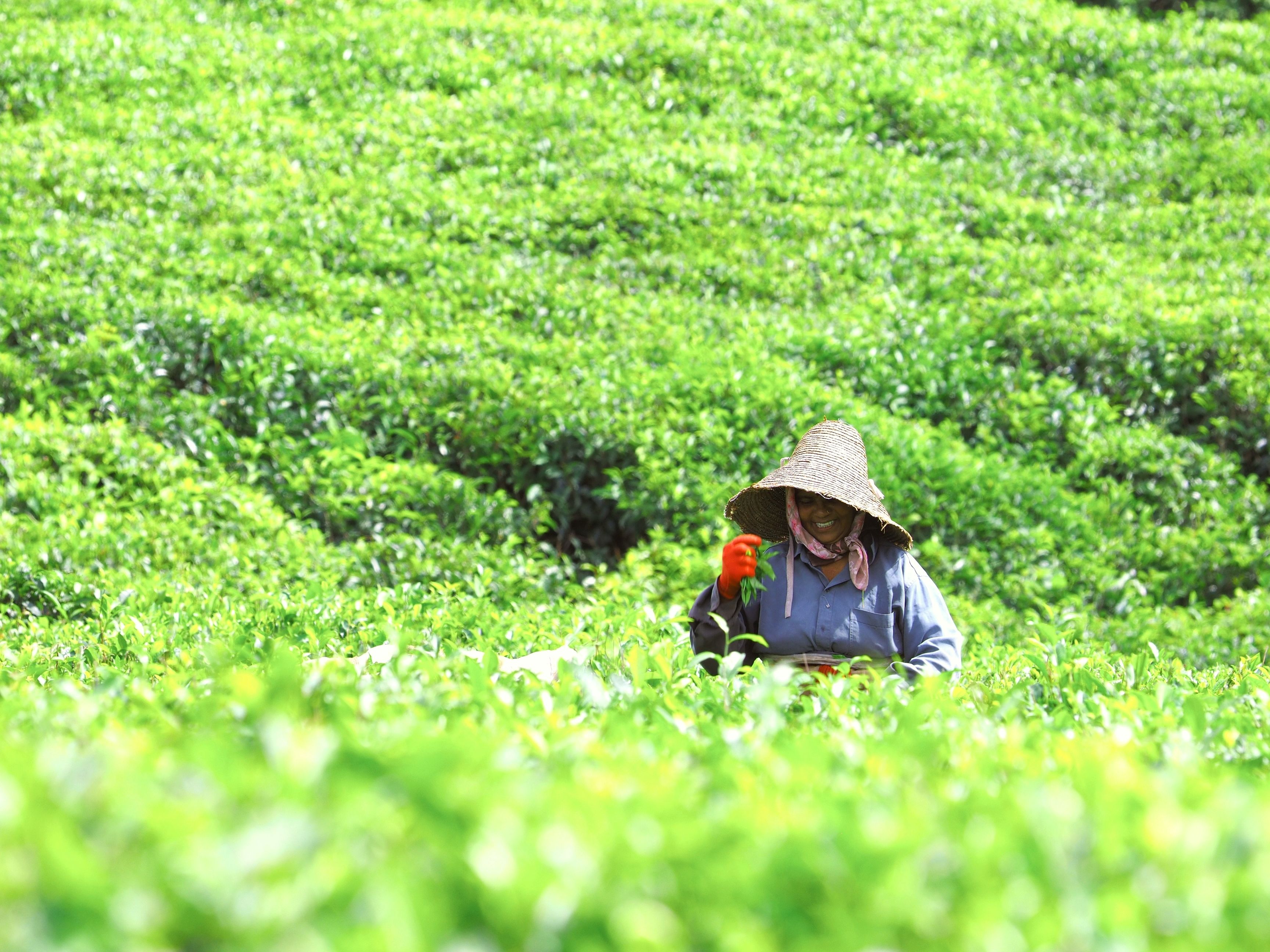 full-day-guided-tour-tea-route-wonders-of-the-south