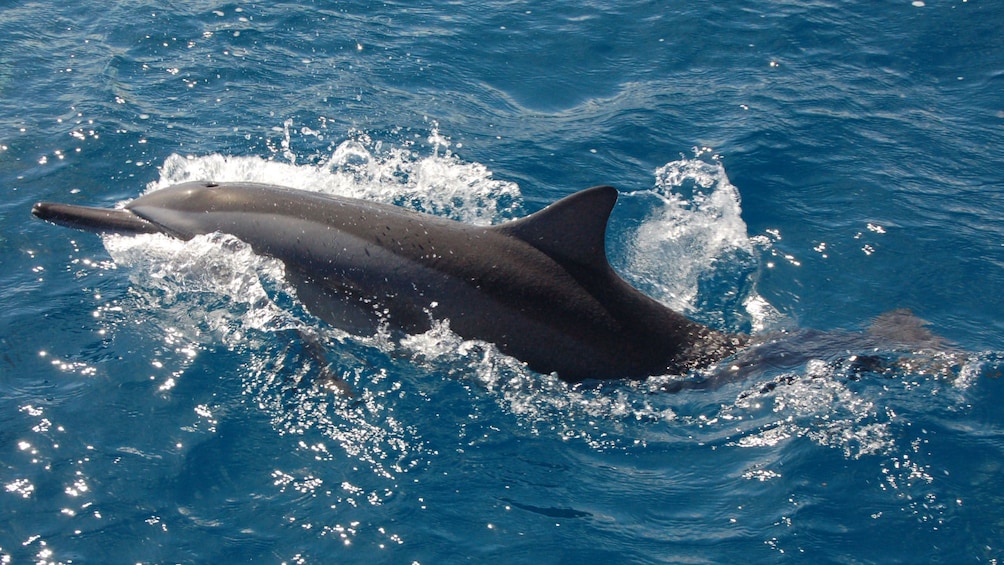 spotting a dolphin in the waters from the catamaran in Mauritius