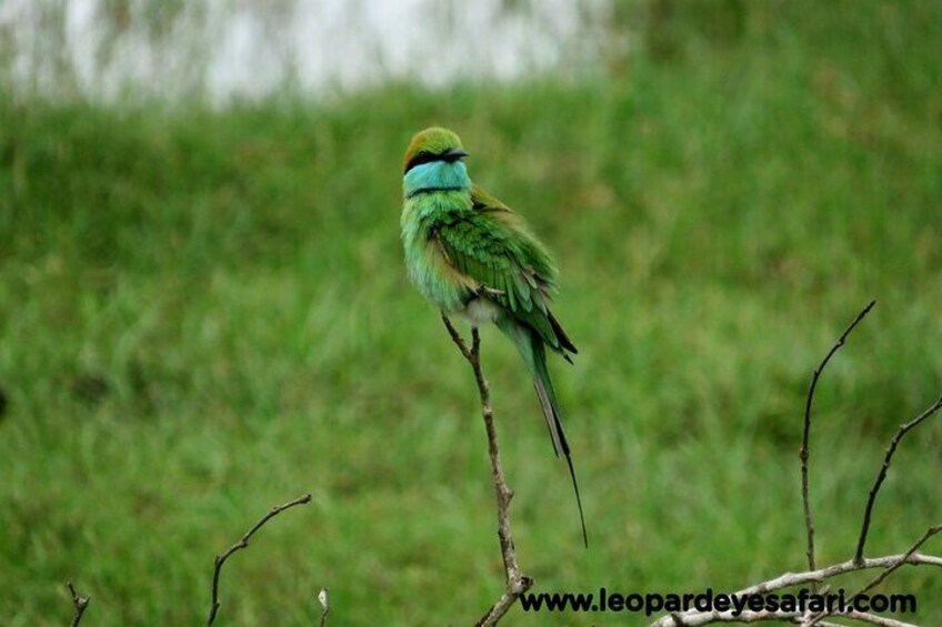 Private safari Tours at Bundala National Park