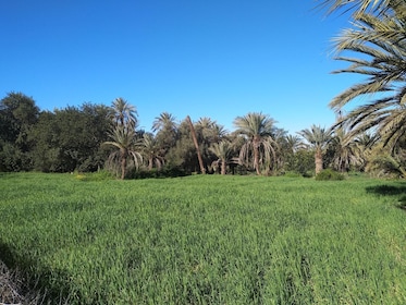 Excursión de medio día a Taroudant con brunch en la granja Soussi