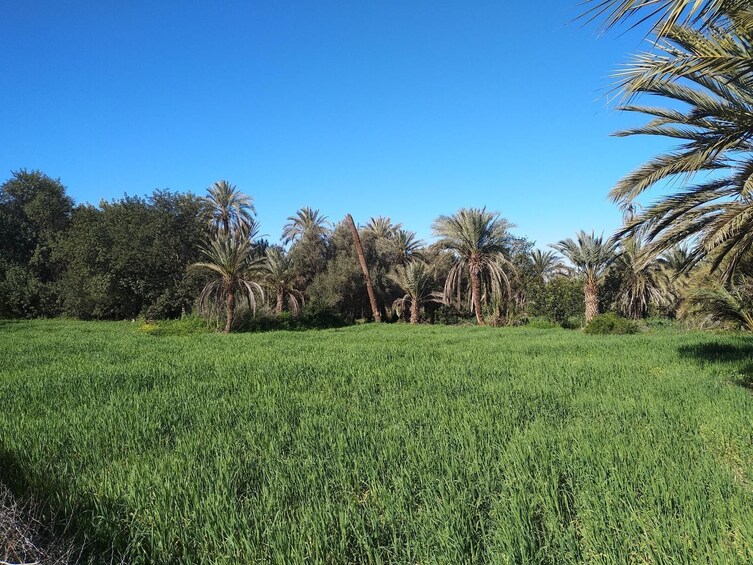 Taroudant Half-Day Tour with Brunch in Soussi Farm