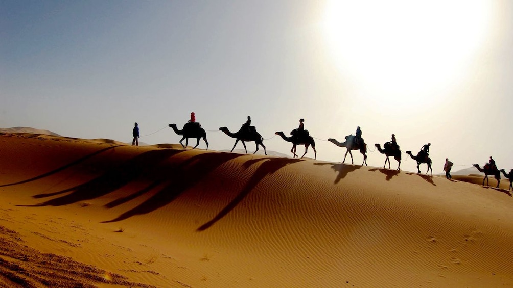 Silhouette of camel riding group in the desert in Agadir