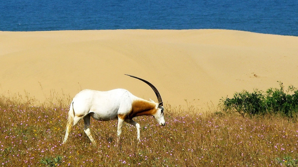 White and brown antelope grazing in a field at Massa Nature Preserve in Agadir