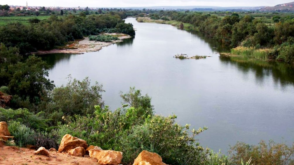 Lush forest along the banks of the Massa River in Massa National Park in Agadir