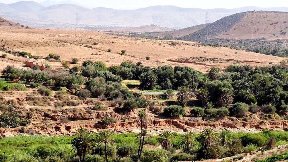 Desert and palm trees in Assaka