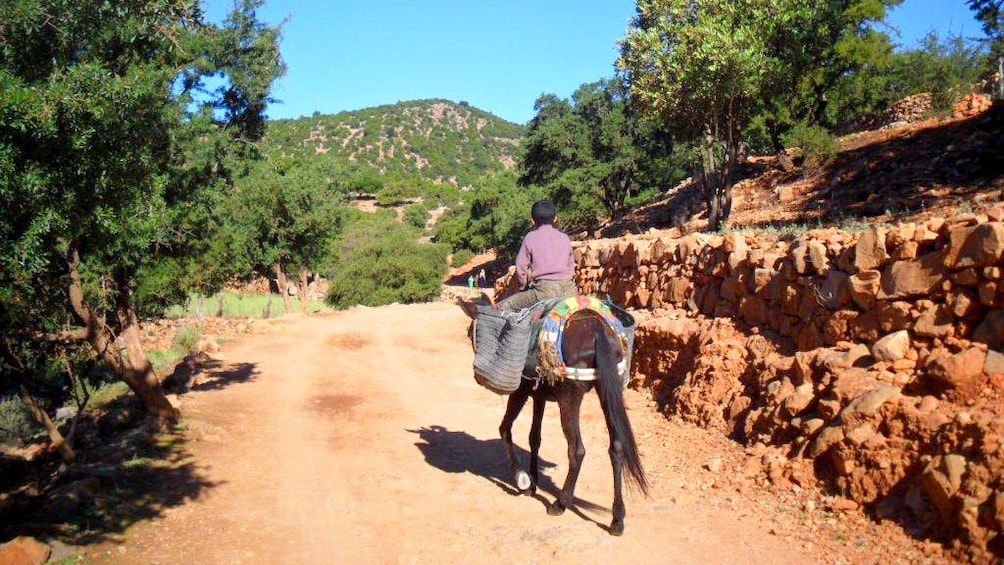 Young man riding a pack mule on a path in Agadir