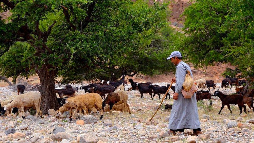 Sheep herder guiding his flock along a rocky path through the trees in Morocco