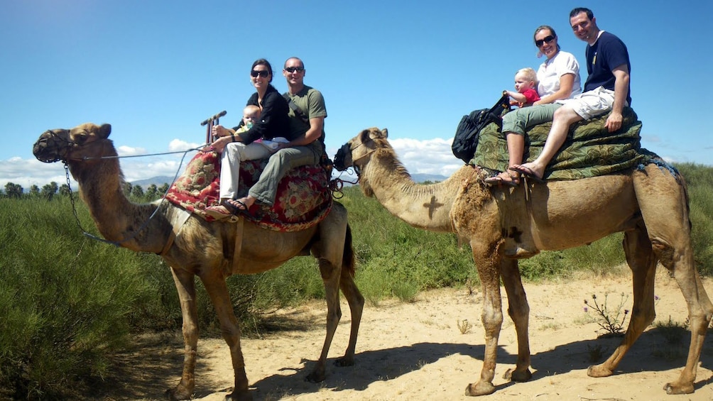 A couple of families riding camels in Agadir