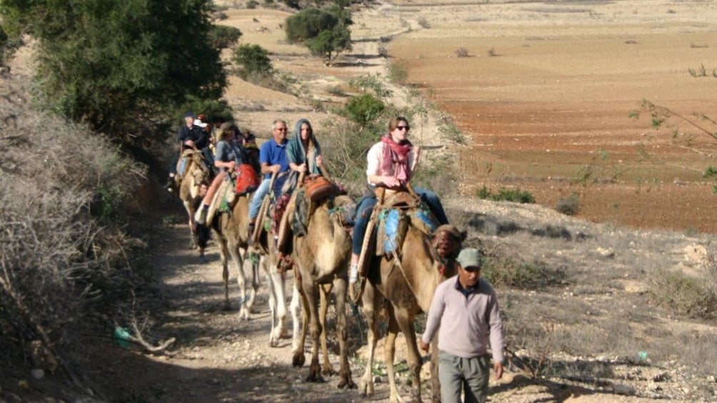 Tour group riding camels on a path near the eucalyptus forest in Agadir