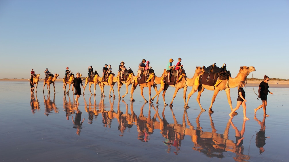 Row of camels with riders in shallow water in Agadir