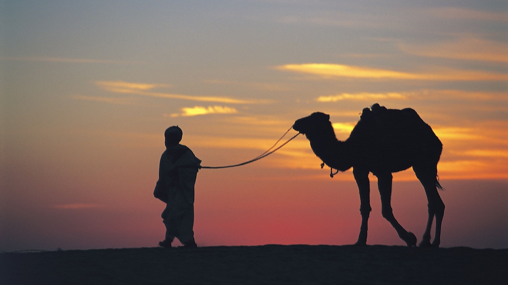 Silhouette of man leading a camel by the reins in Agadir