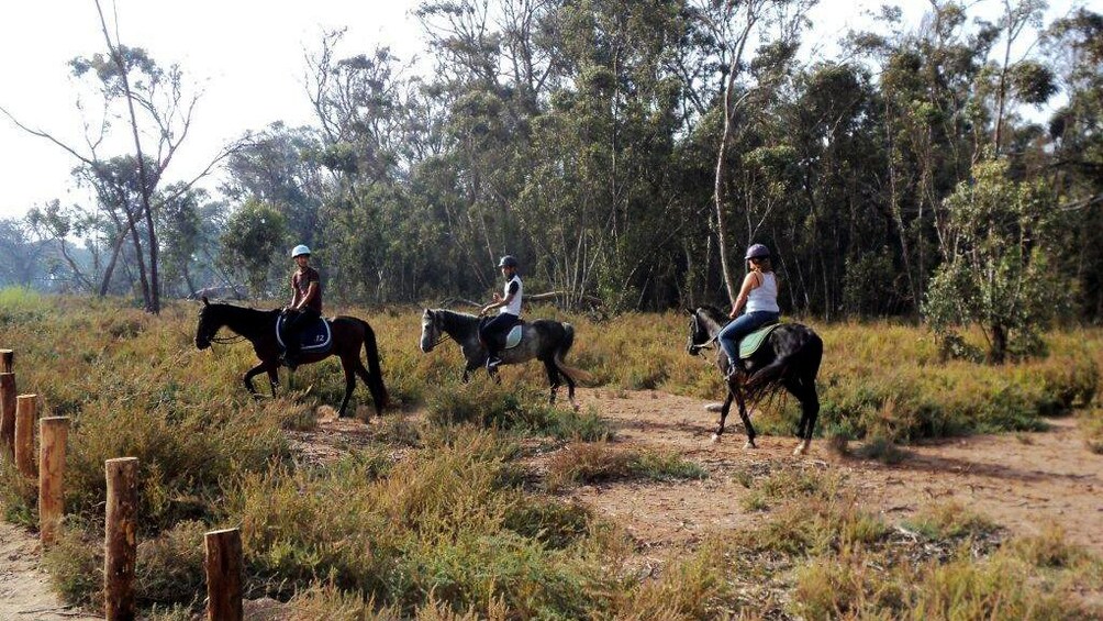 Horseback riding group on a tree-lined trail in Agadir