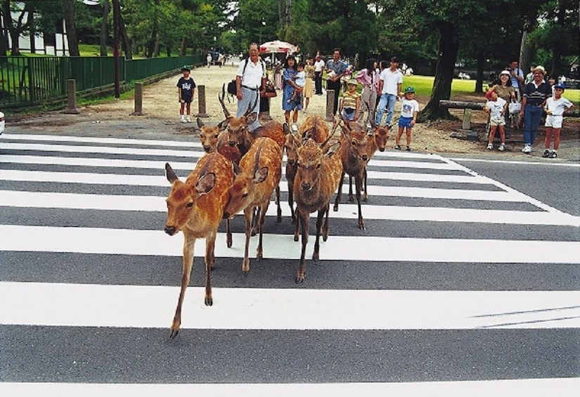 แสดงภาพที่ 2 จาก 8 Kyoto & Nara 1-Day Tour