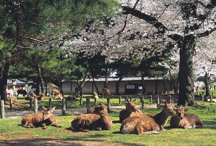 แสดงภาพที่ 2 จาก 5 Activity Nara Afternoon Guided Tour