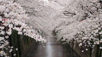 Tokyo Morning Tour