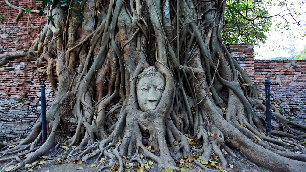 a statue of a buddha encased by tree roots in bangkok