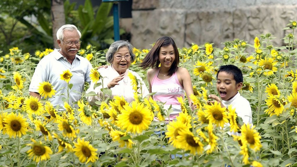 people in a sunflower field in bangkok