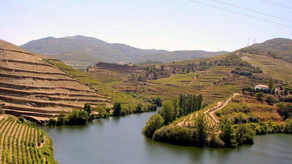 Show item 5 of 5. vineyard covered landscape at Douro Valley in Portugal