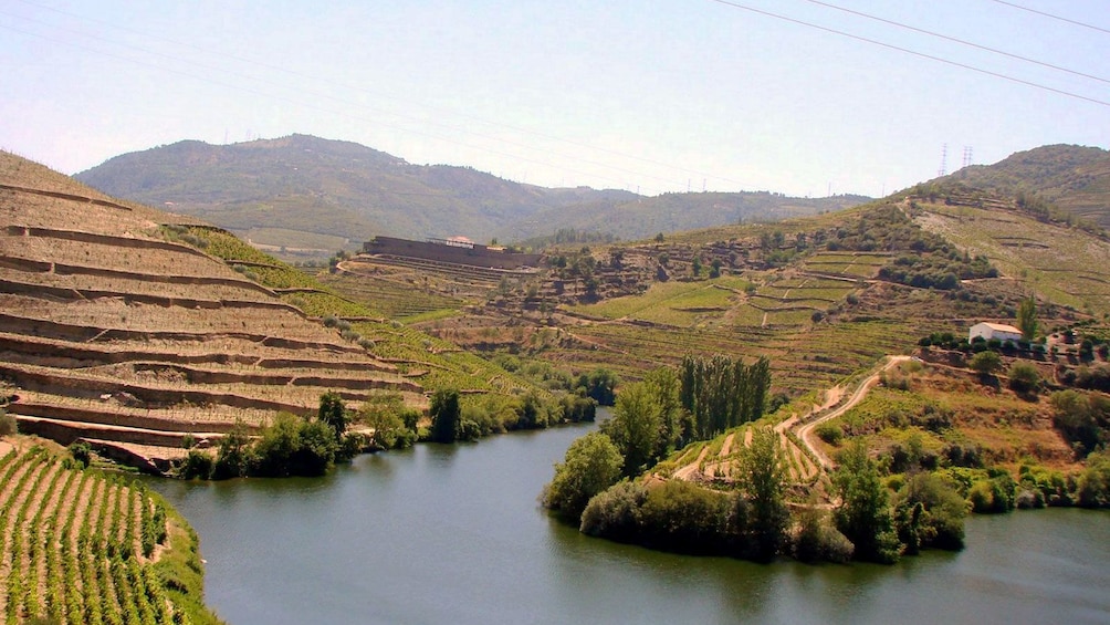 vineyard covered landscape at Douro Valley in Portugal