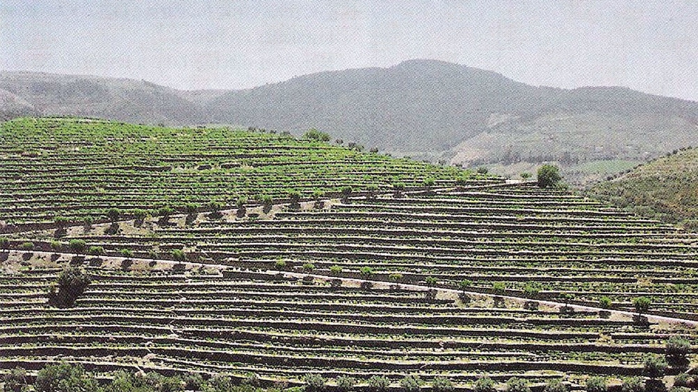 field covered in farmlands in Douro Valley