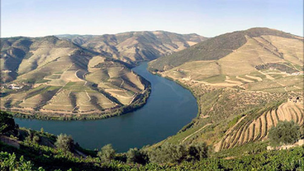 landscape covered in vineyards in Douro Valley