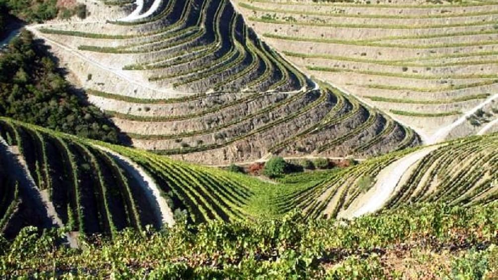 stepped hills for agricultural farming in Douro Valley