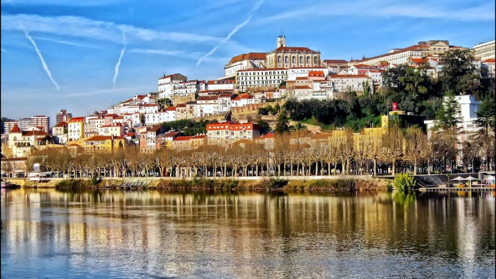 trees at the riverfront of Coimbra in Portual