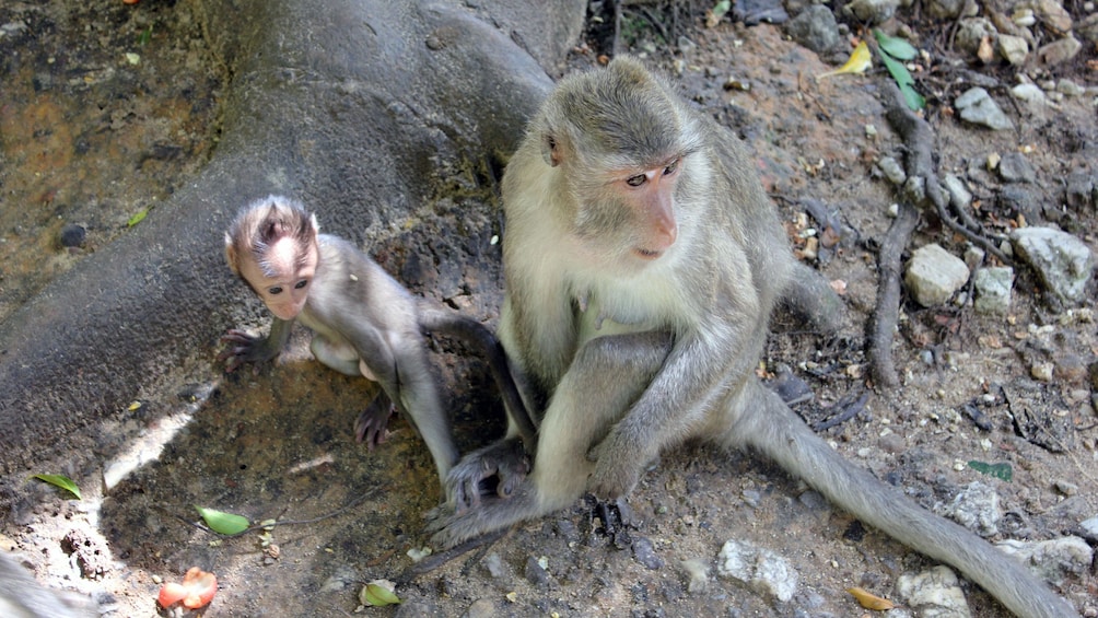 wild monkeys resting near trees in Gibraltar