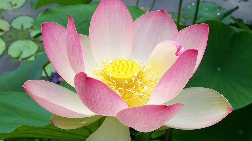 Close view of a water lily in Siem Reap 