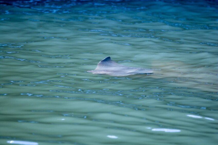 Eco Shelling Cruise to Keewaydin Island