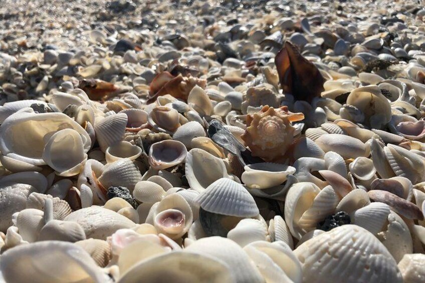 Eco Shelling Cruise to Keewaydin Island