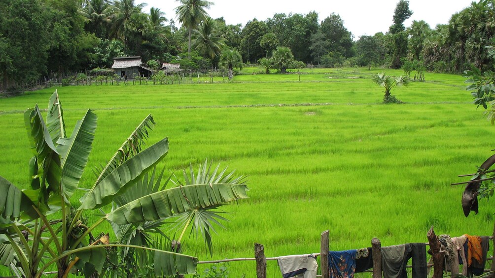 Beautiful green view of the countryside of Siem Reap 