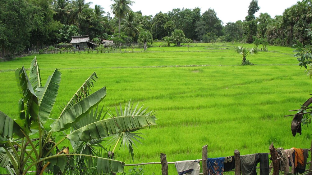 Beautiful green view of the countryside of Siem Reap