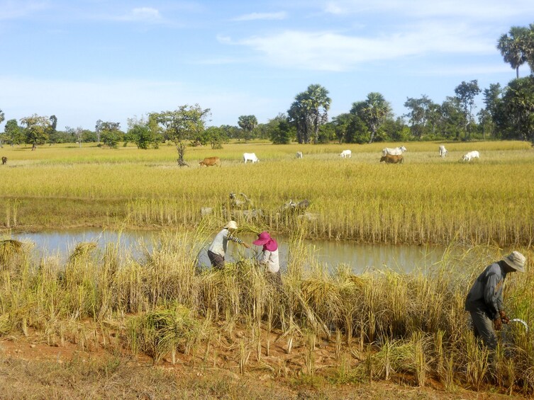 Countryside Cycling Tour 