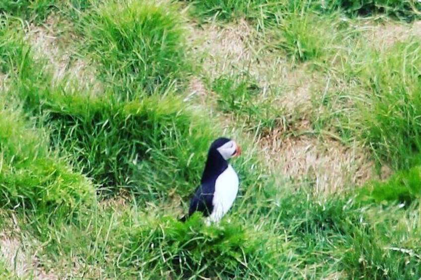 Puffin in Dyrhólaey in May