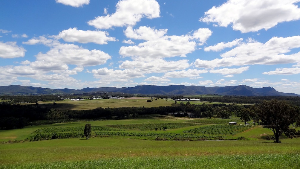 Show item 3 of 8. Panoramic view of the vineyards in the Hunter Valley Region of Australia on a sunny day