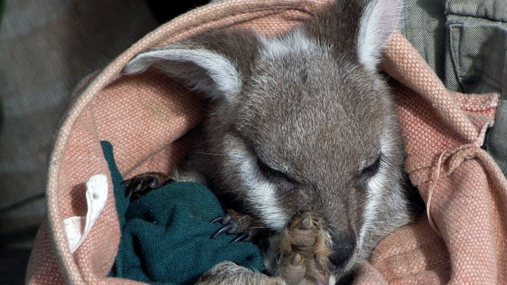 Show item 2 of 8. Baby kangaroo in the Blue Mountains area of Australia