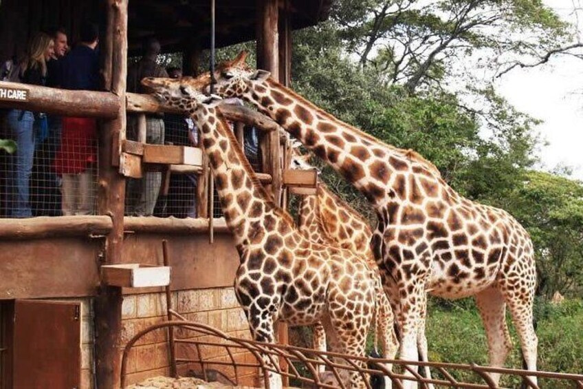 Full Day Nairobi City, Museums, Market, Food Experience and Giraffe Center Tour