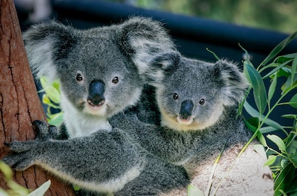 タロンガ動物園チケットとホップオン・ホップオフ・シドニーハーバー・エクスプローラー・クルーズ付き