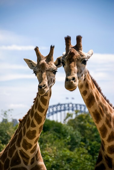 Taronga Zoo Ticket with Hop-On Hop-Off Explorer Cruise