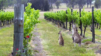 Hunter Valley Food and Wine Lovers Tour