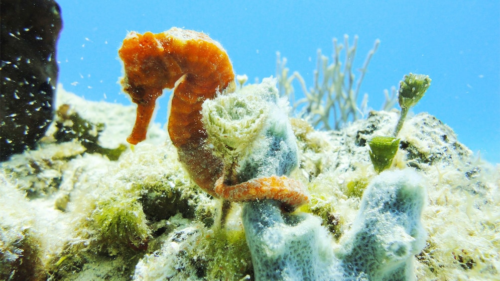 Seahorse wrapped around coral in the waters of Cozumel